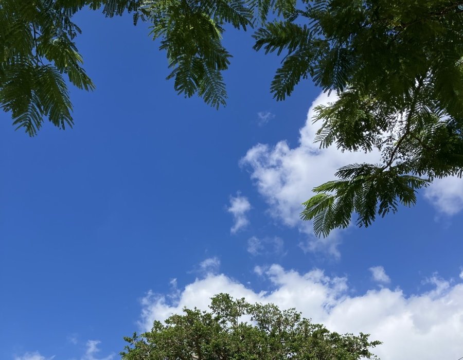 木の葉のすき間から見上げた青空と白い雲。下に大きな木のてっぺんが見える